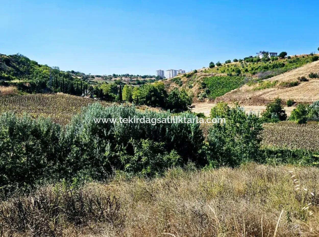 9.100 M2 Villa Zoned Field For Urgent Sale In Tekirdag Barbarosta