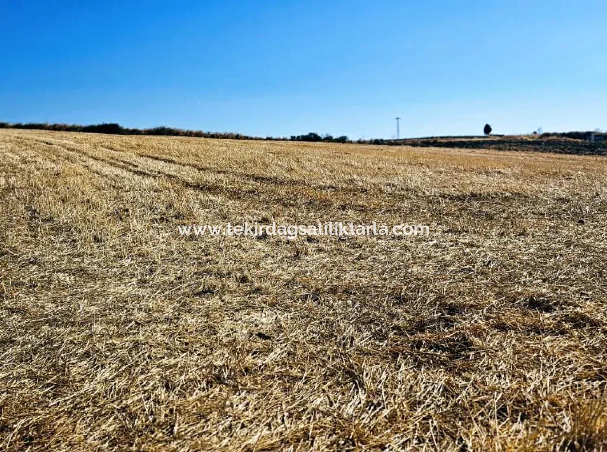 2.650 M2 Villa For Urgent Sale In Tekirdag Barbarosta Zoned Coupon Field Suitable For Investment