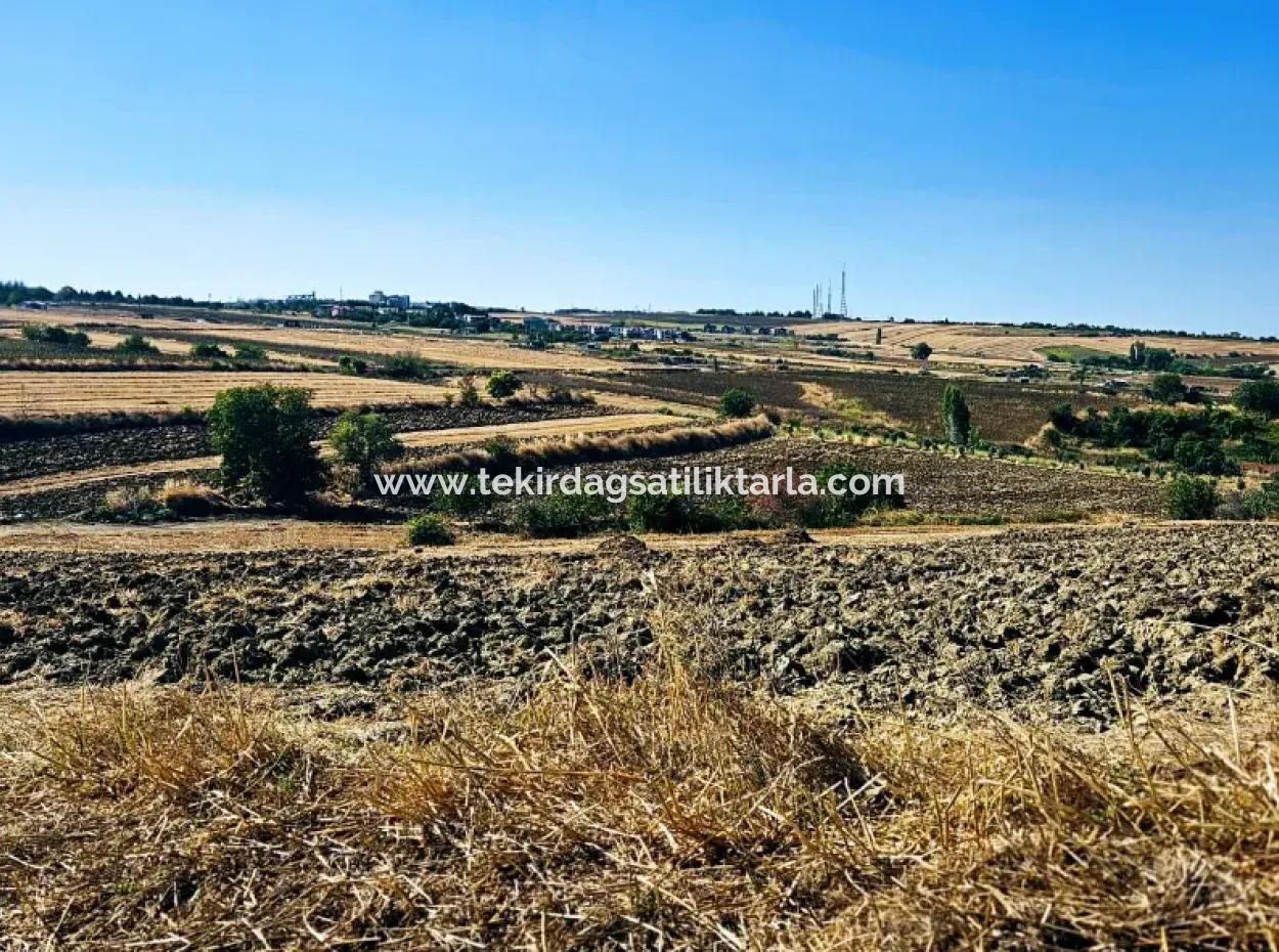 2.650 M2 Villa For Urgent Sale In Tekirdag Barbarosta Zoned Coupon Field Suitable For Investment