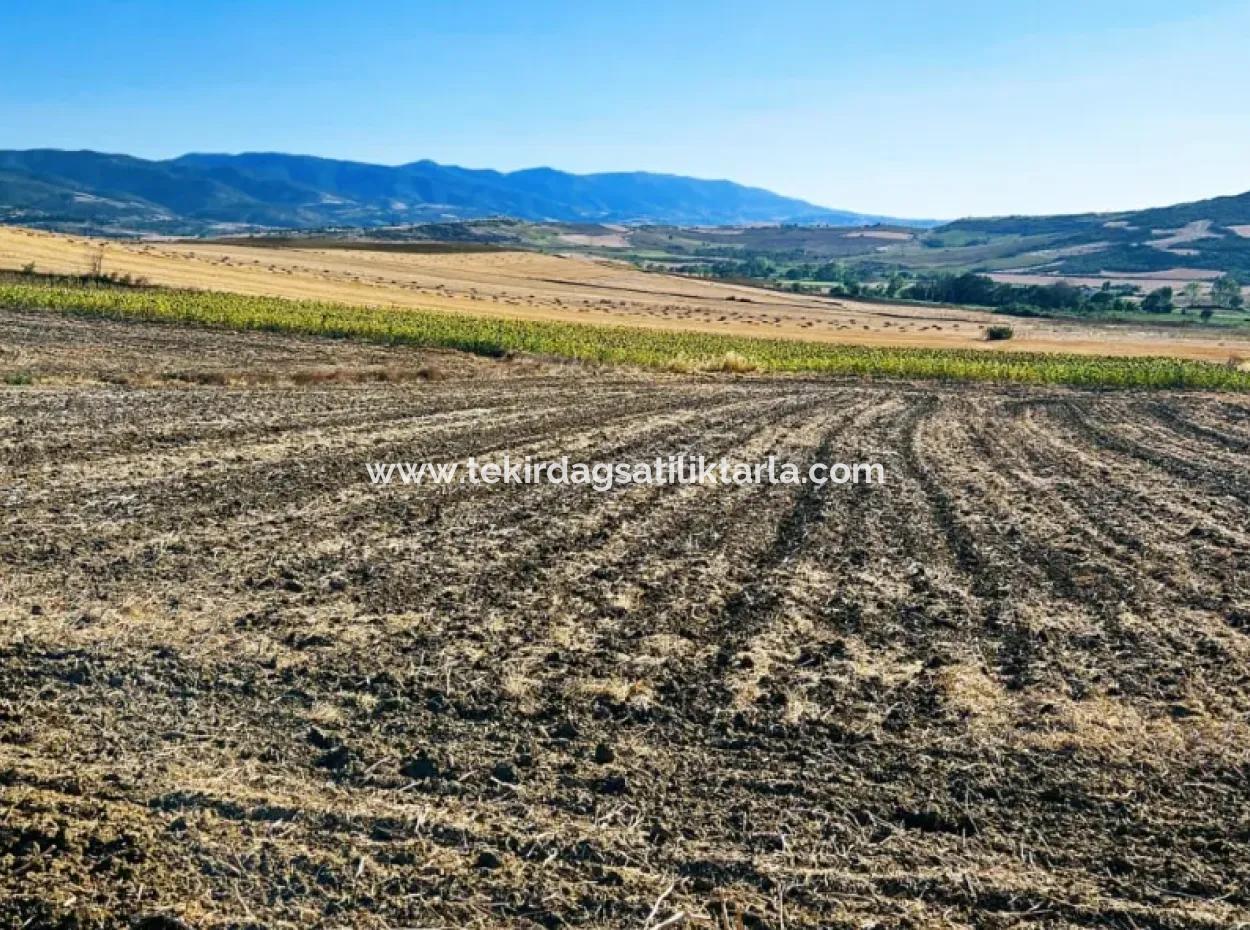 Asyaport Port Is Very Close To The Existing Zoning 17.350 M2 Bargain Investment Coupon Field For Urgent Sale