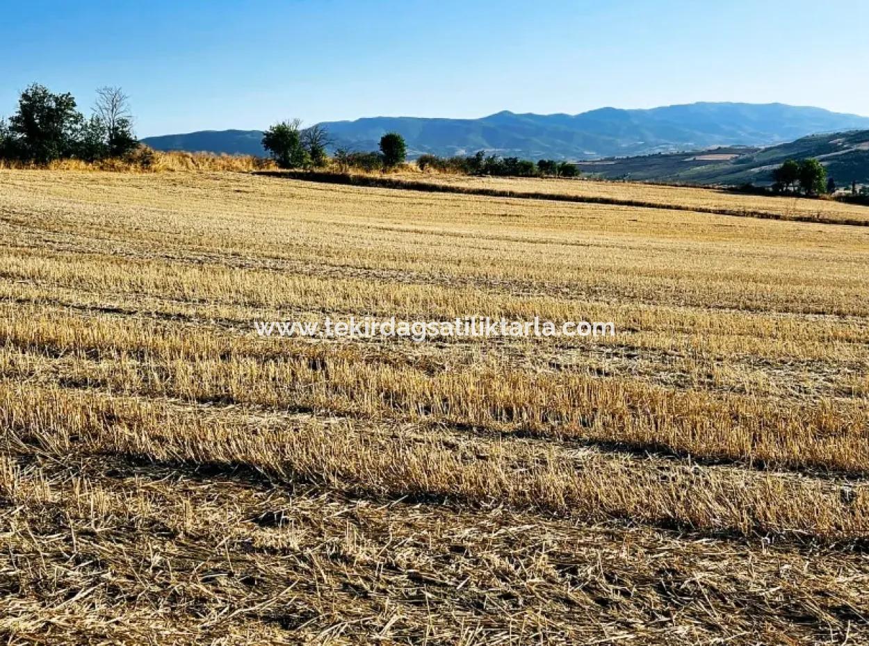 Azyaport Port Is Close To The Existing Zoning 16.100 Emergency Sale Investment Bargain Coupon Field