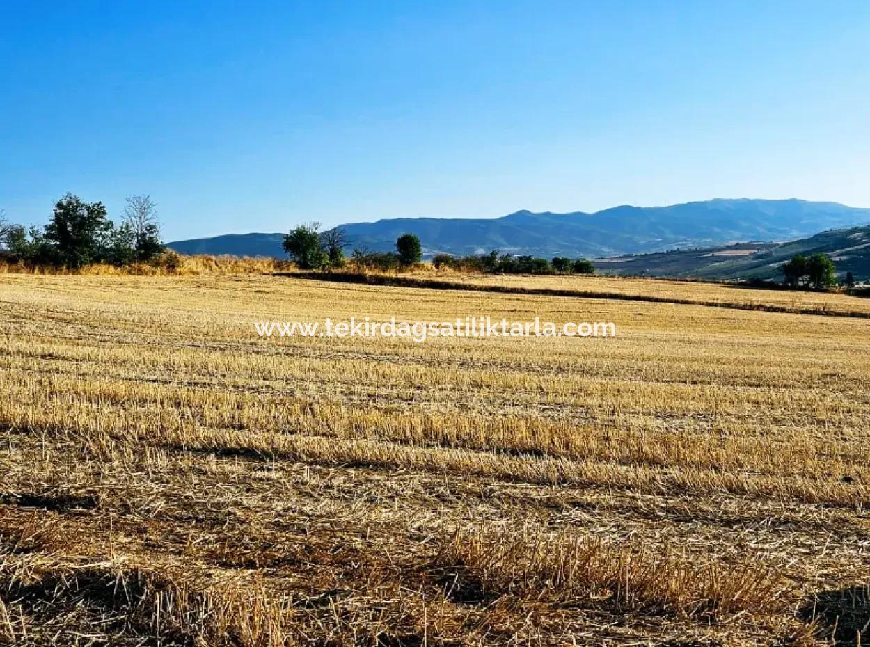 Azyaport Port Is Close To The Existing Zoning 16.100 Emergency Sale Investment Bargain Coupon Field