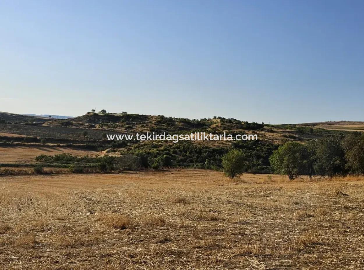 Azyaport Port Is Close To The Existing Zoning 16.100 Emergency Sale Investment Bargain Coupon Field