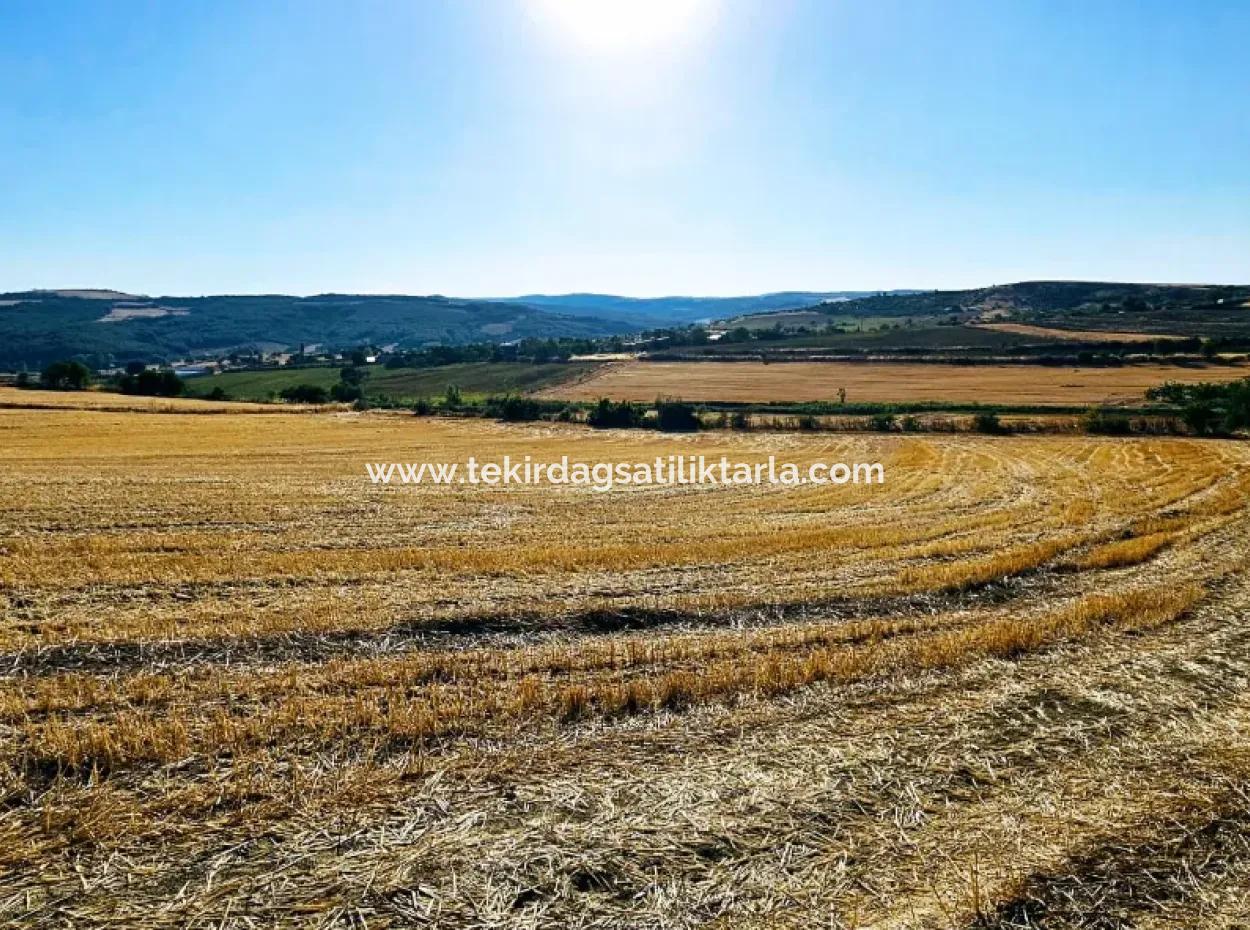 Azyaport Port Is Close To The Existing Zoning 16.100 Emergency Sale Investment Bargain Coupon Field