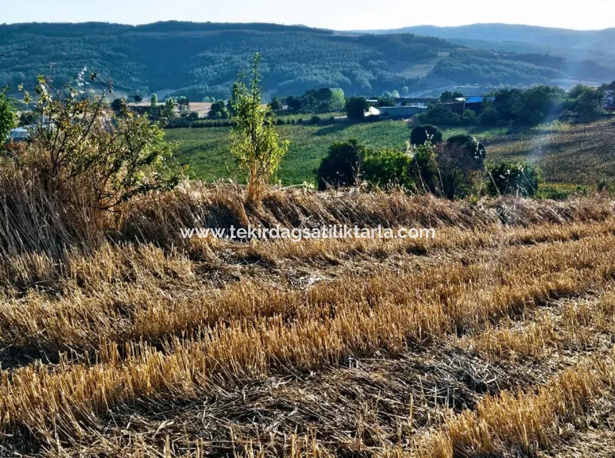 Azyaport Port Is Close To The Existing Zoning 16.100 Emergency Sale Investment Bargain Coupon Field