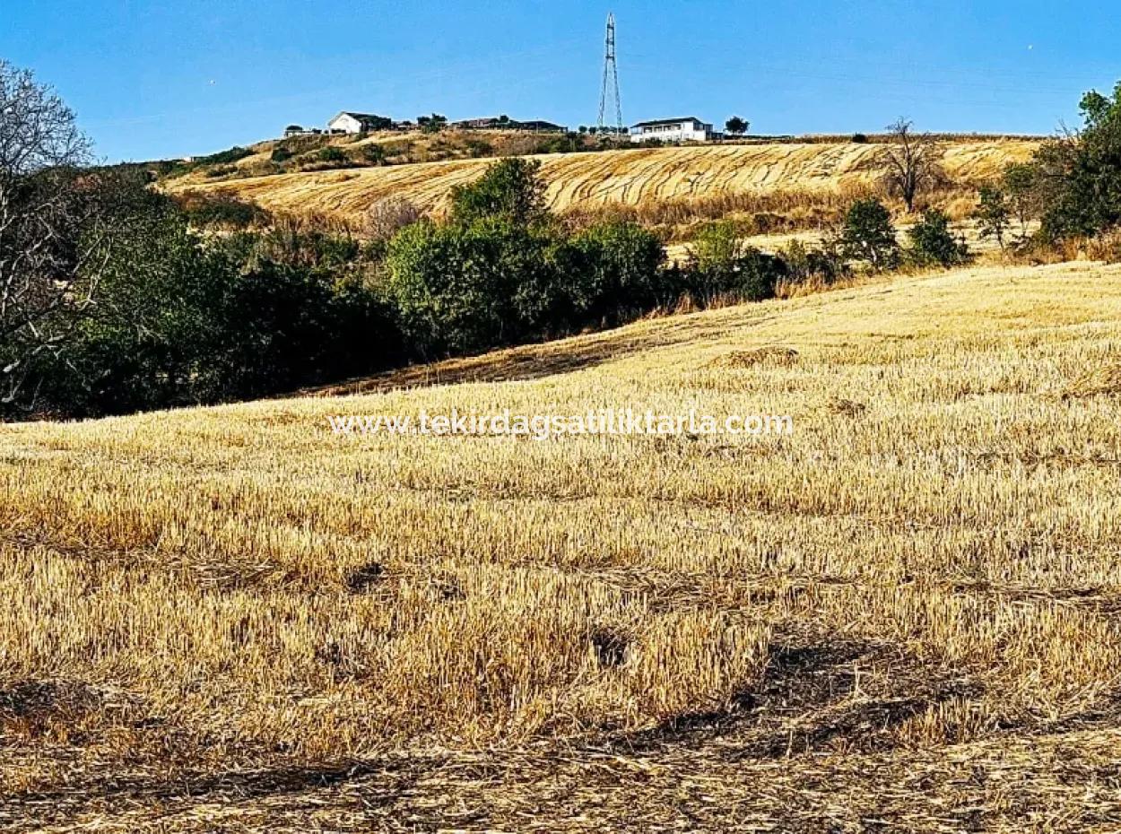 Azyaport Port Is Close To The Existing Zoning 16.100 Emergency Sale Investment Bargain Coupon Field