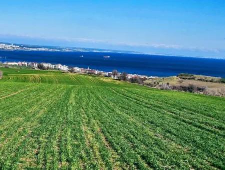 The Closest Region To Istanbul Is Tekirdag Barbarost 34,500 Opportunity Zoned Land Suitable For Building 75 Luxury Villas With Full Sea And Nature Views
