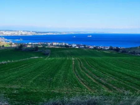 The Closest Region To Istanbul Is Tekirdag Barbarost 34,500 Opportunity Zoned Land Suitable For Building 75 Luxury Villas With Full Sea And Nature Views
