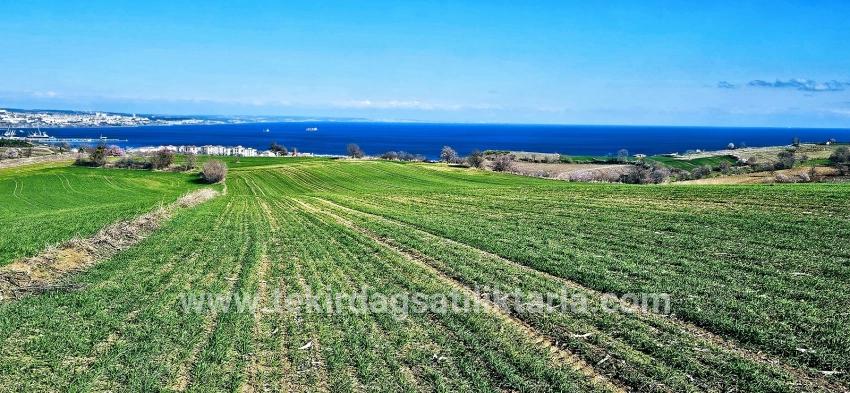 Для продажи Земля в Barbaros Süleymanpaşa Kumbağ - Под Жилье застройку - 19.533 m²