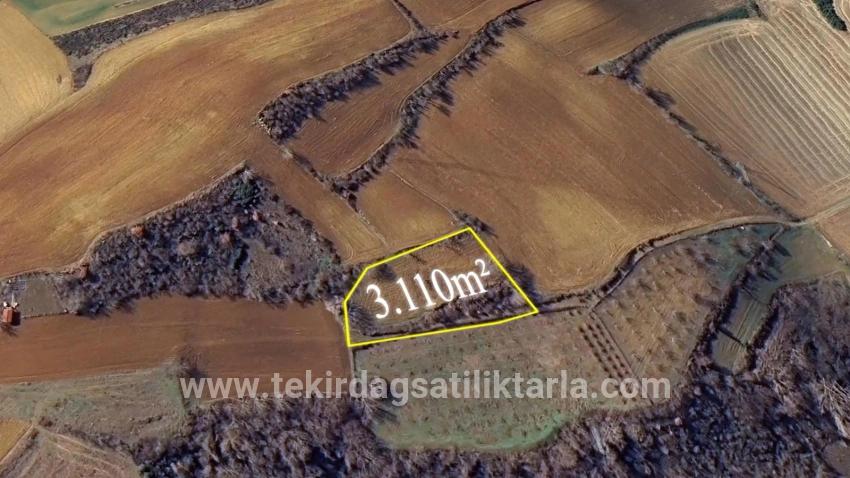 Для Продажи Земля в Çanakçı Süleymanpaşa - Под Поле застройку - 3.110 m²