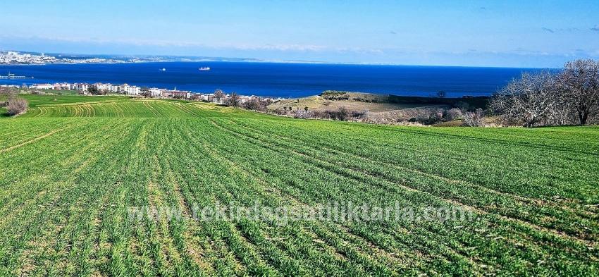Süleymanpaşa Kumbağ Barbaros Mah. Satılık Arazi - Konut İmar Durumlu - 19.533 m²