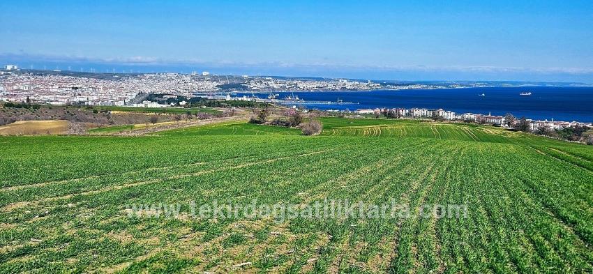 Süleymanpaşa Kumbağ Barbaros Mah. Satılık Arazi - Konut İmar Durumlu - 19.533 m²