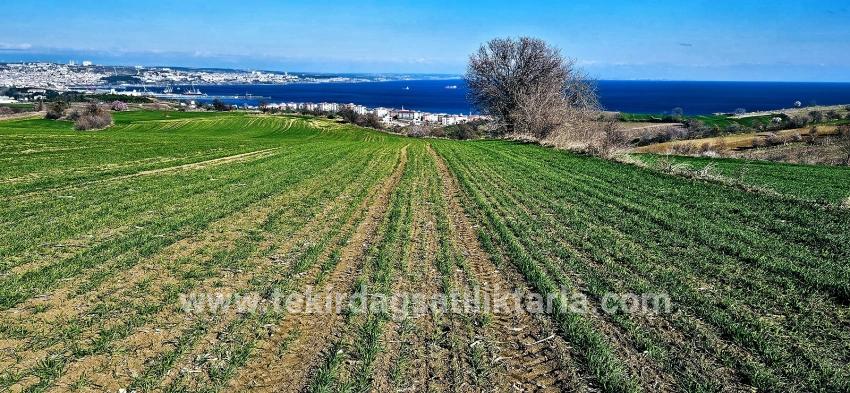Süleymanpaşa Kumbağ Barbaros Mah. Satılık Arazi - Konut İmar Durumlu - 19.533 m²