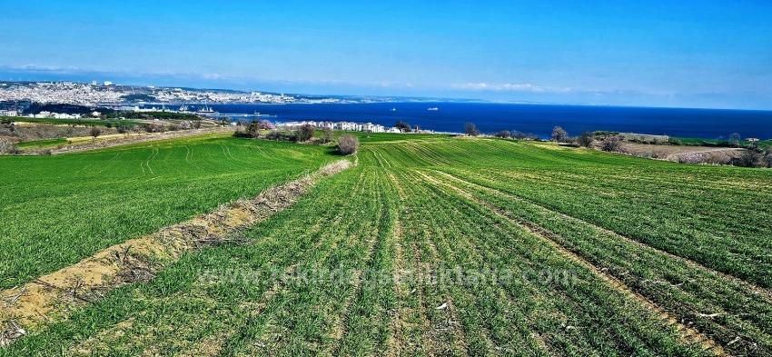 Tekirdağ Barbarosta 75 Adet Villa Projesine Uygun Full Deniz Ve Doğa Manzaralı Arazi