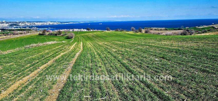Süleymanpaşa Kumbağ Barbaros Mah. Satılık Arazi - Konut İmar Durumlu - 19.533 m²