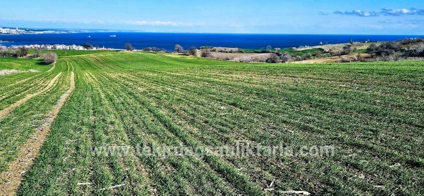 Süleymanpaşa Kumbağ Barbaros Mah. Satılık Arazi - Konut İmar Durumlu - 19.533 m²