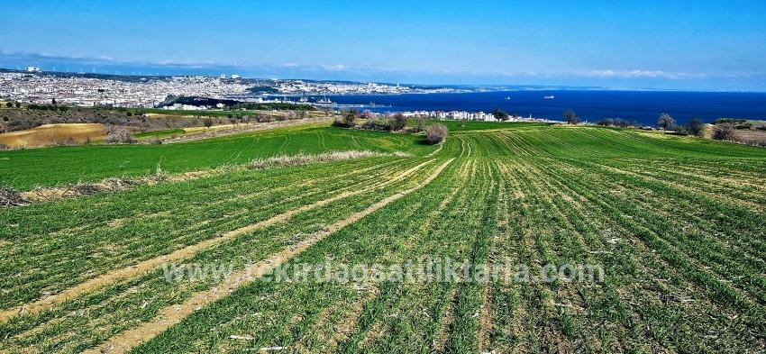 Süleymanpaşa Kumbağ Barbaros Mah. Satılık Arazi - Konut İmar Durumlu - 19.533 m²