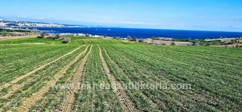 Süleymanpaşa Kumbağ Barbaros Mah. Satılık Arazi - Konut İmar Durumlu - 19.533 m²