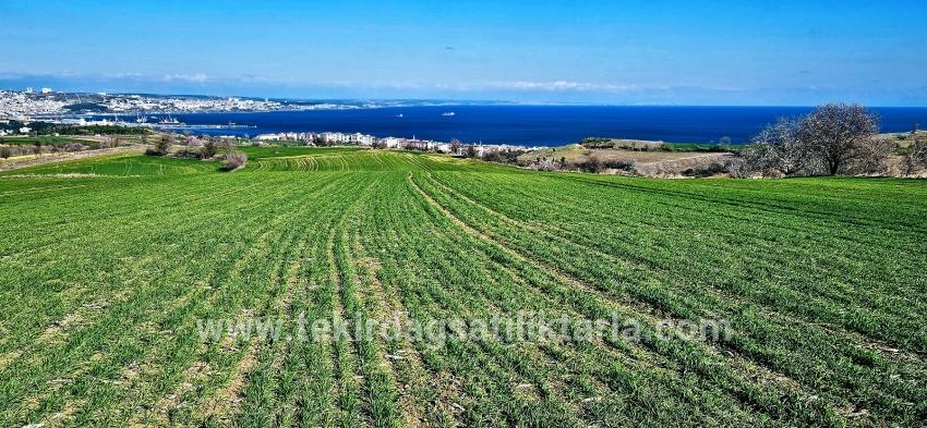 Süleymanpaşa Kumbağ Barbaros Mah. Satılık Arazi - Konut İmar Durumlu - 19.533 m²