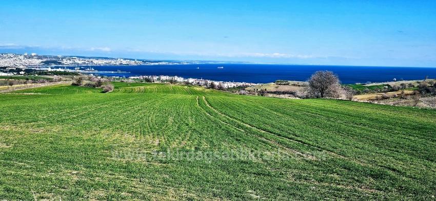 Tekirdağ Barbarosta 75 Adet Villa Projesine Uygun Full Deniz Ve Doğa Manzaralı Arazi