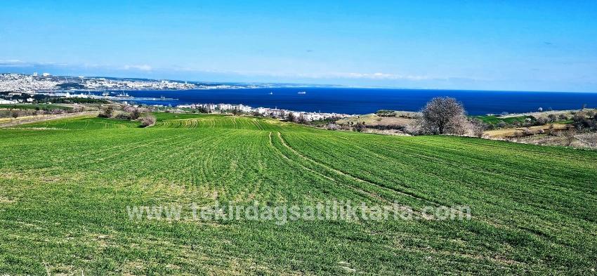 Süleymanpaşa Kumbağ Barbaros Mah. Satılık Arazi - Konut İmar Durumlu - 19.533 m²