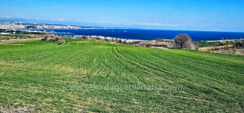 Tekirdağ Barbarosta 75 Adet Villa Projesine Uygun Full Deniz Ve Doğa Manzaralı Arazi