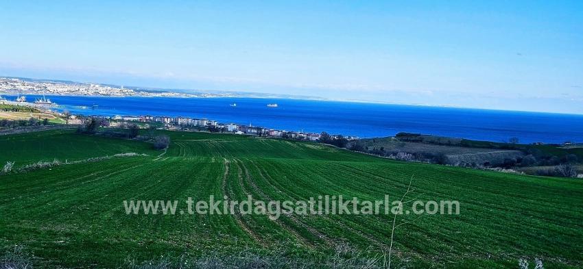 Süleymanpaşa Kumbağ Barbaros Mah. Satılık Arazi - Konut İmar Durumlu - 19.533 m²