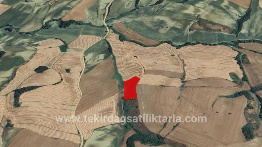 Süleymanpaşa Oruçbeyli Mah. Satılık Tarla - Tarla İmar Durumlu - 8.100 m²