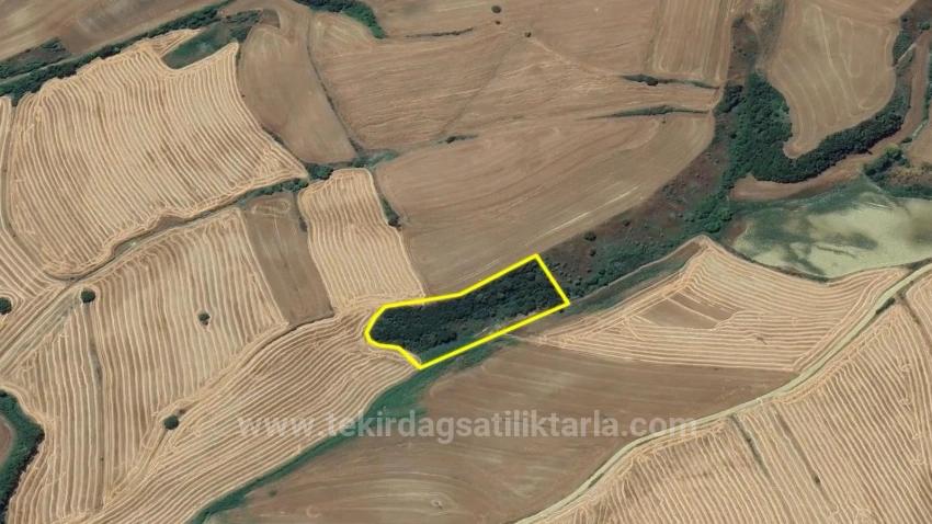 Tekirdağ Oruç Beyli Mahallesindekaçırılmayacak Yatırım Fırsatı 8.100 M2 Kelepir Tarla