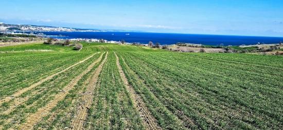 Tekirdağ Barbarosta 75 Adet Villa Projesine Uygun Full Deniz Ve Doğa Manzaralı Arazi