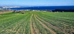 Süleymanpaşa Kumbağ Barbaros Mah. Satılık Arazi - Konut İmar Durumlu - 34.500 m²