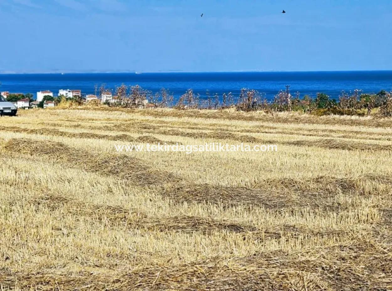 Asyaport Limanına Yakın Acil Satılık 8.500 M2 Konut İmarlı  Kupon Tarla