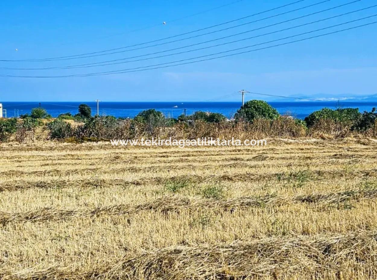 Asyaport Limanına Yakın Acil Satılık 8.500 M2 Konut İmarlı  Kupon Tarla