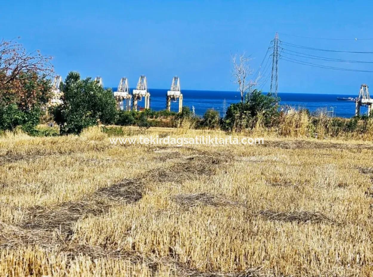 Asyaport Limanına Yakın Acil Satılık 8.500 M2 Konut İmarlı  Kupon Tarla