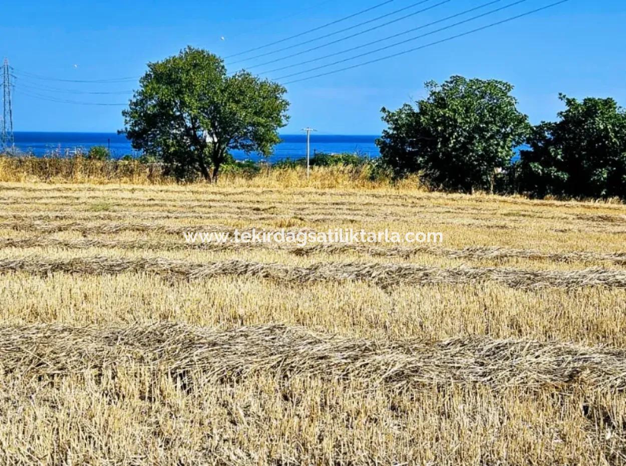 Asyaport Limanına Yakın Acil Satılık 8.500 M2 Konut İmarlı  Kupon Tarla