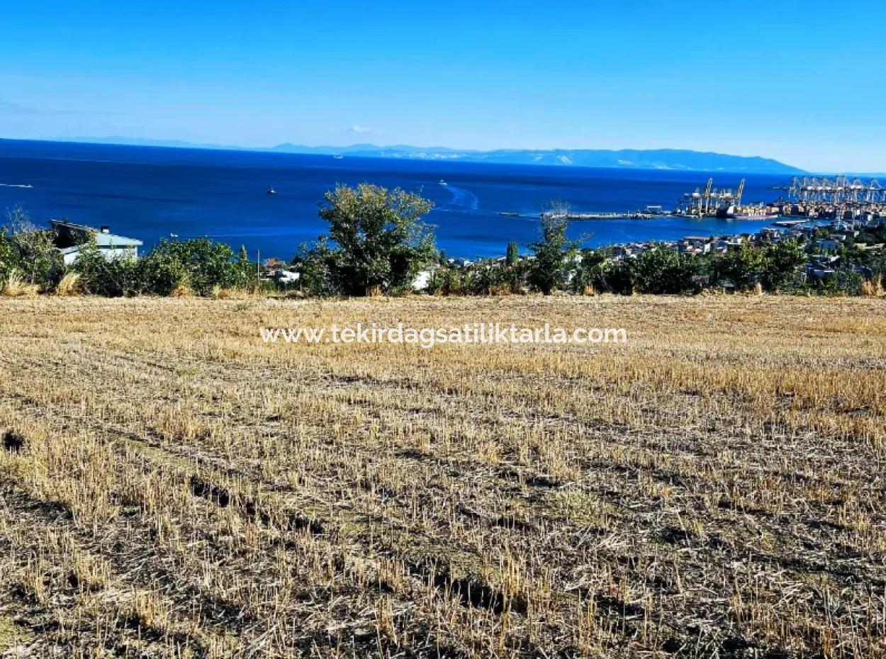 Tekirdağ Barbarosta Acil Satılık Full Deniz Manzaralı 25 Dairelik Kupon Yer