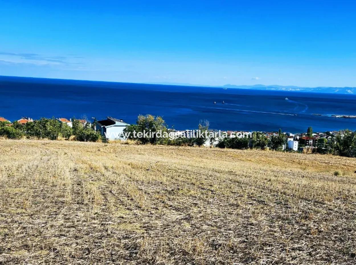 Tekirdağ Barbarosta Acil Satılık Full Deniz Manzaralı 25 Dairelik Kupon Yer