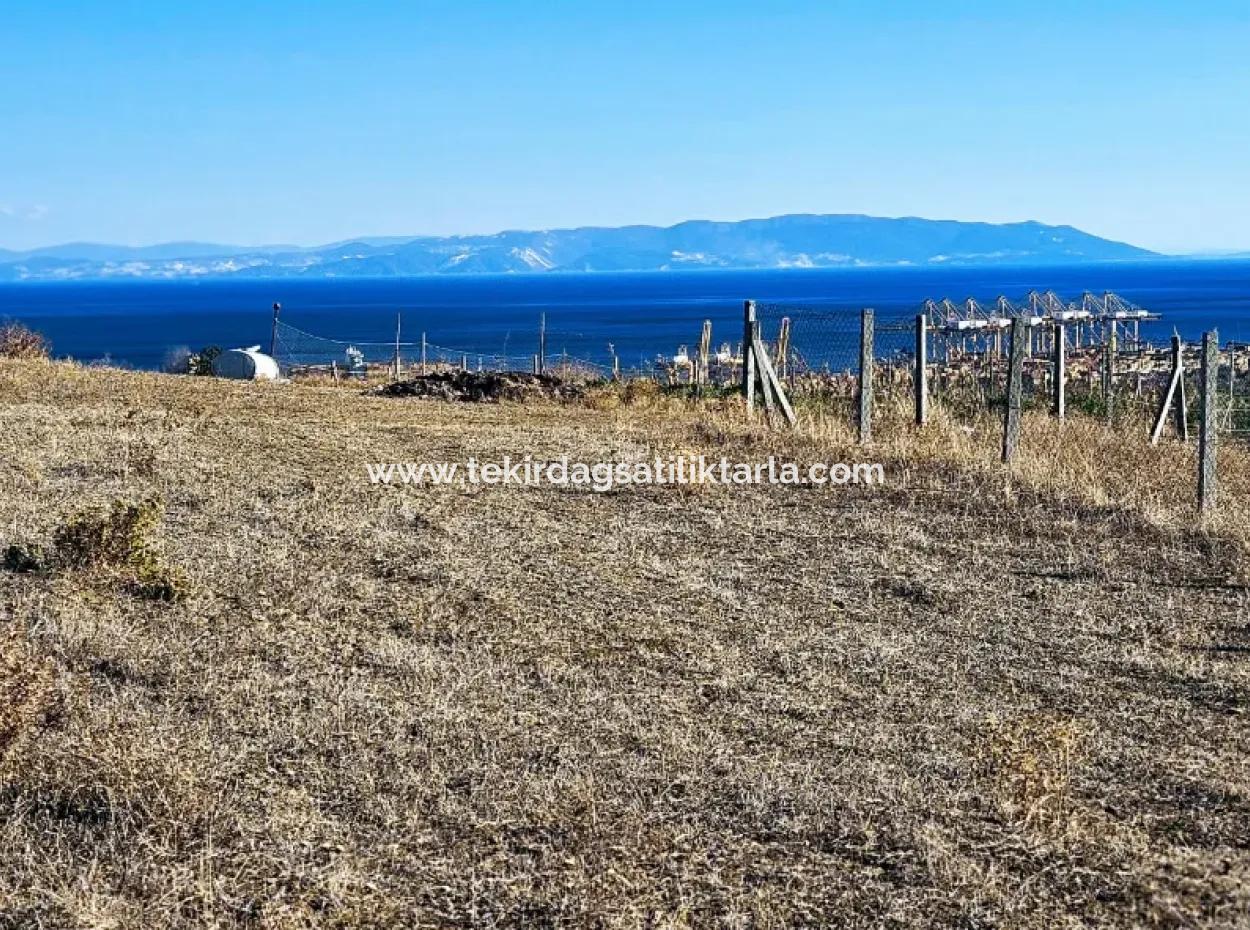 Tekirdağ Barbarosta Acil Satılık Full Deniz Manzaralı 765 M2 Kelepir Arsa