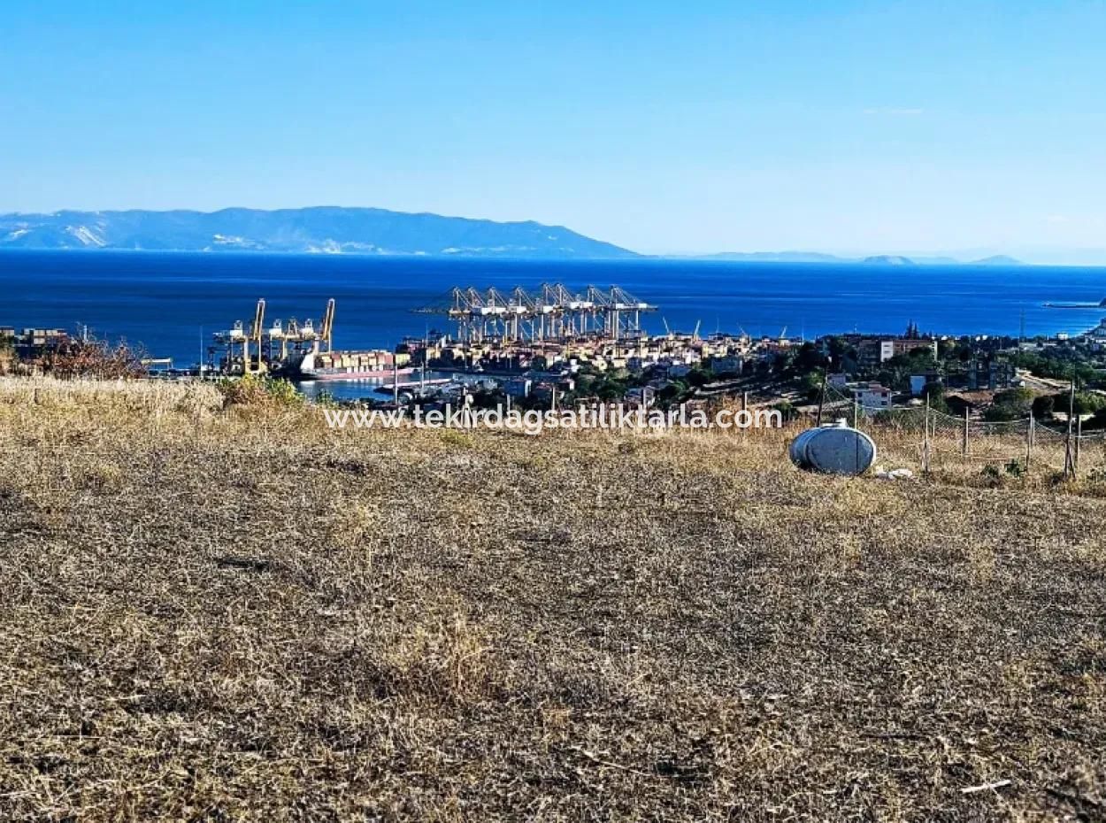 Tekirdağ Barbarosta Acil Satılık Full Deniz Manzaralı 765 M2 Kelepir Arsa