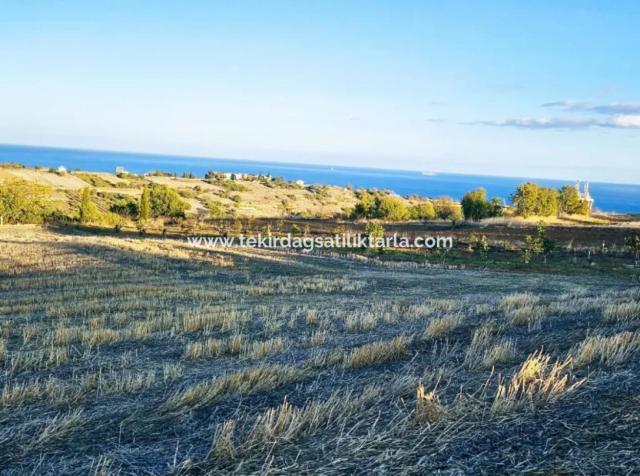 Asyaport Limanı Mevcut İmar Planı İçinde Yatırımcısına Yüksek Kazanç Garantisi Fırsat Arazi