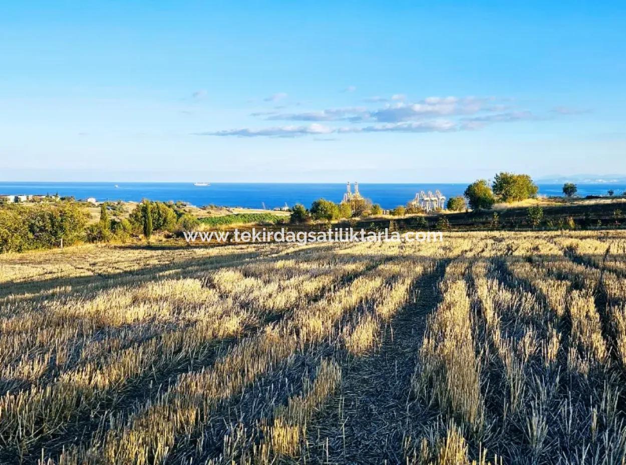 Asyaport Limanı Mevcut İmar Planı İçinde Yatırımcısına Yüksek Kazanç Garantisi Fırsat Arazi