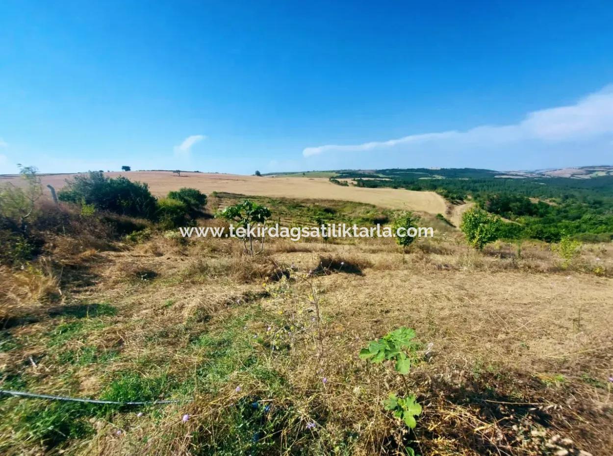 Acil Satılık 35 Dönüm Meyva Bahçesi İstersen Çiftlik Yeri De Kullanmaya Uygun Fırsat Yatırınlık Tarla