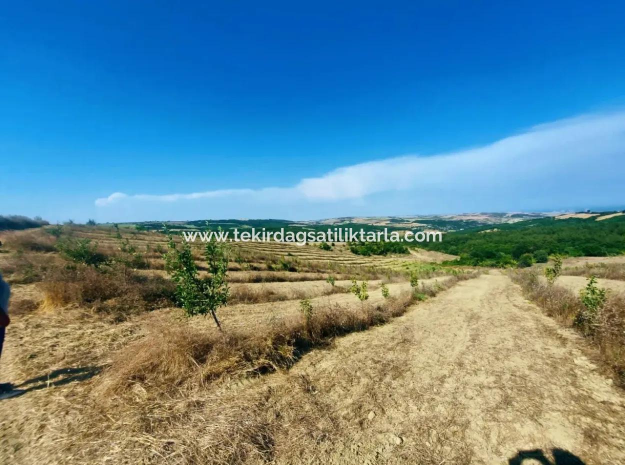 Acil Satılık 35 Dönüm Meyva Bahçesi İstersen Çiftlik Yeri De Kullanmaya Uygun Fırsat Yatırınlık Tarla