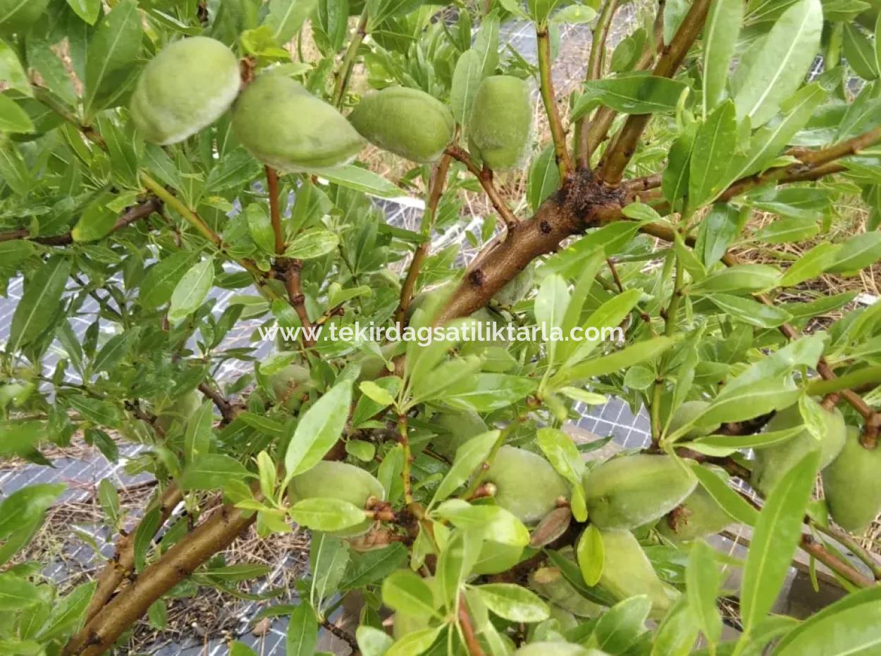 Acil Satılık 35 Dönüm Meyva Bahçesi İstersen Çiftlik Yeri De Kullanmaya Uygun Fırsat Yatırınlık Tarla