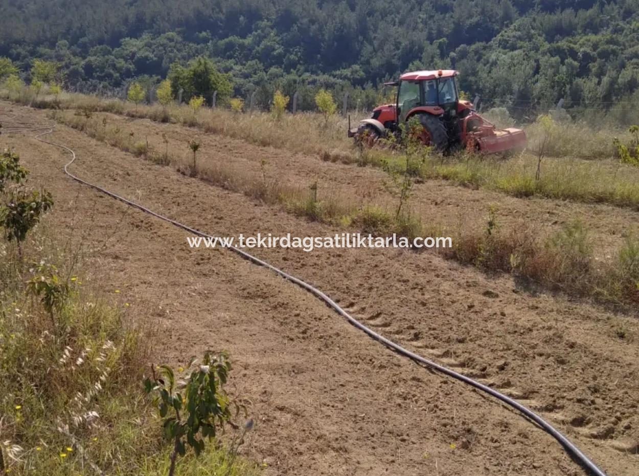 Acil Satılık 35 Dönüm Meyva Bahçesi İstersen Çiftlik Yeri De Kullanmaya Uygun Fırsat Yatırınlık Tarla