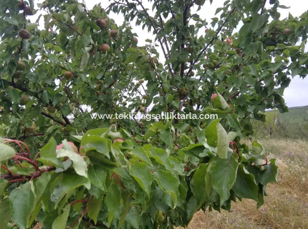 Acil Satılık 35 Dönüm Meyva Bahçesi İstersen Çiftlik Yeri De Kullanmaya Uygun Fırsat Yatırınlık Tarla