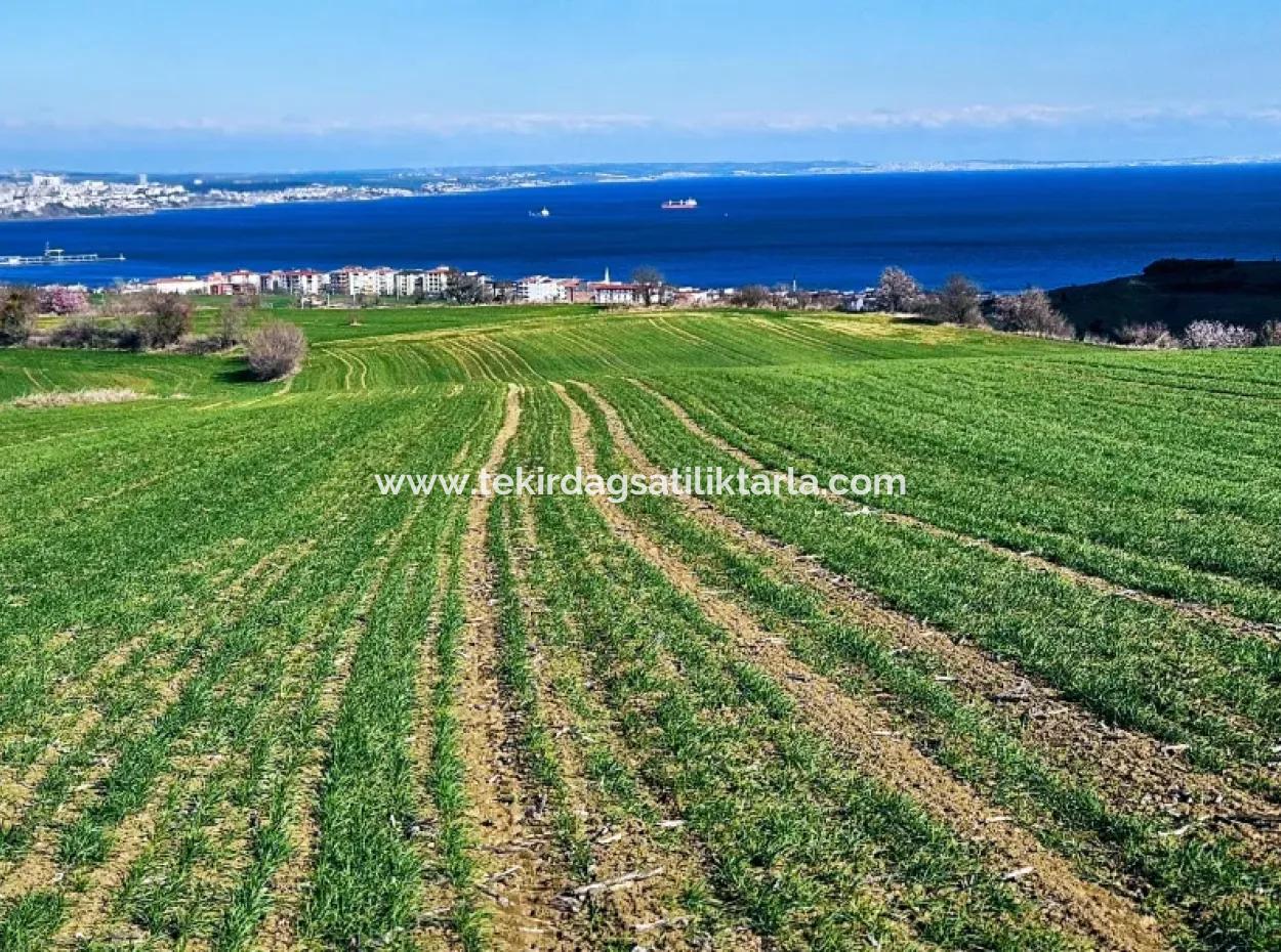 İstanbula En Yakın Bölge Tekirdağ Barbarost Full Deniz Ve Doğa Manzaralı 75 Adet Lüxs Villa Lar Yapmaya Uygun 34.500 Fırsat İmarlı Arazi