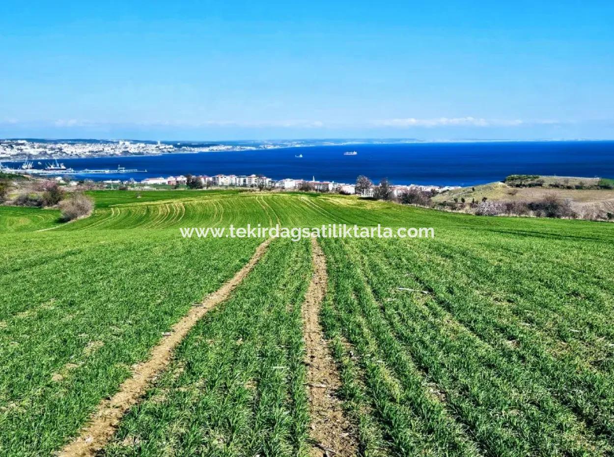 İstanbula En Yakın Bölge Tekirdağ Barbarost Full Deniz Ve Doğa Manzaralı 75 Adet Lüxs Villa Lar Yapmaya Uygun 34.500 Fırsat İmarlı Arazi