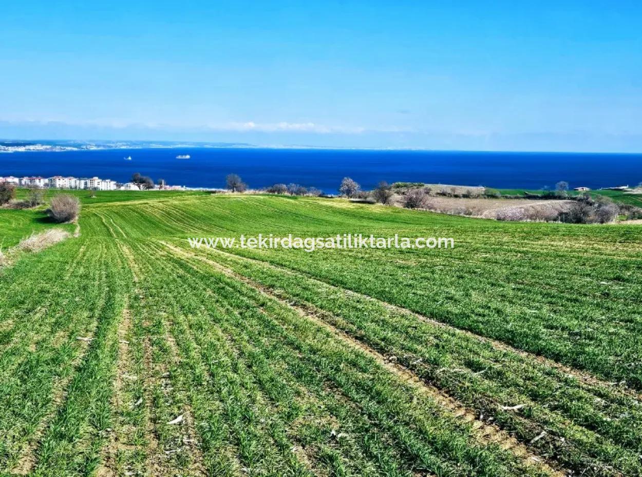 İstanbula En Yakın Bölge Tekirdağ Barbarost Full Deniz Ve Doğa Manzaralı 75 Adet Lüxs Villa Lar Yapmaya Uygun 34.500 Fırsat İmarlı Arazi