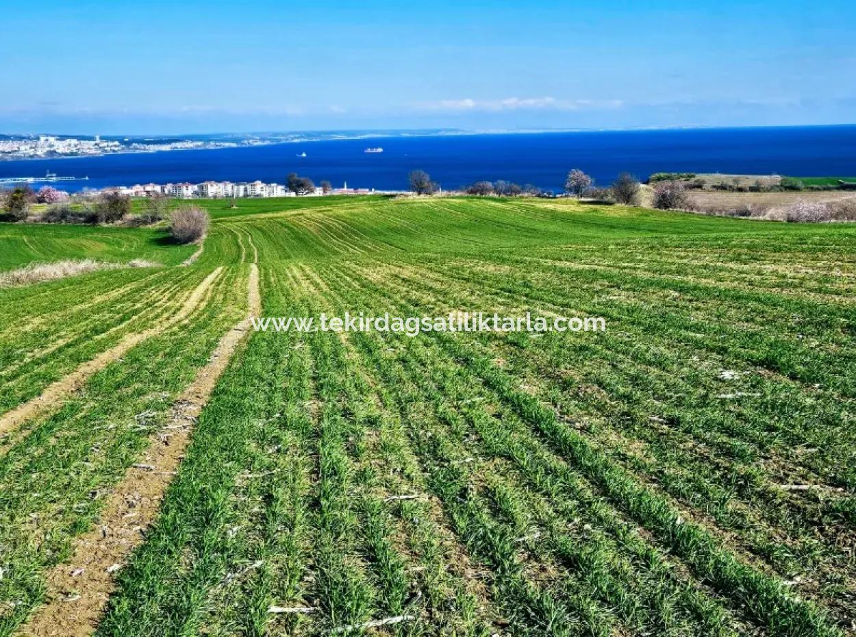 İstanbula En Yakın Bölge Tekirdağ Barbarost Full Deniz Ve Doğa Manzaralı 75 Adet Lüxs Villa Lar Yapmaya Uygun 34.500 Fırsat İmarlı Arazi